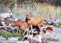 Odocoileus hemionus